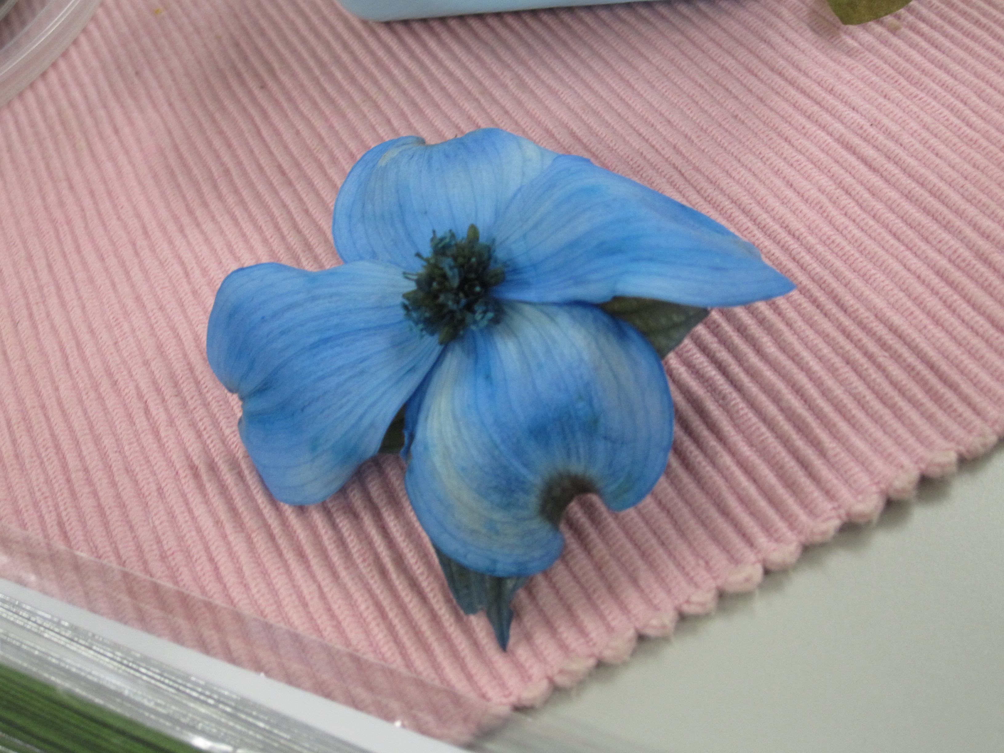 生花から作るプリザ・ハナミズキ