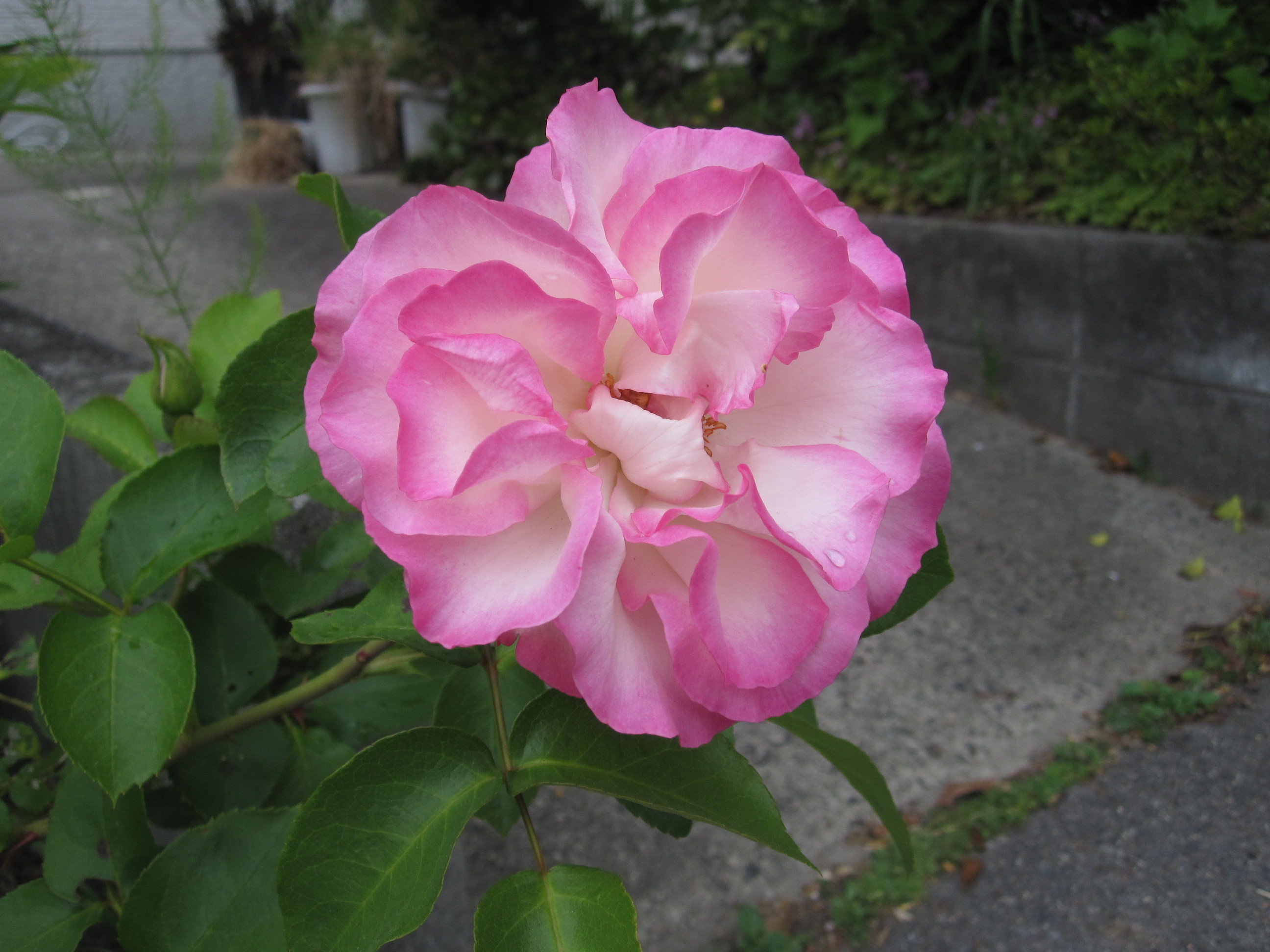 今日の庭の花・薔薇、柘榴、サクランボ