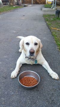 犬のしつけ方。