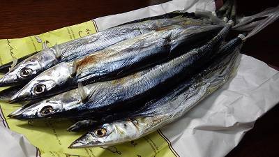 秋刀魚の干物