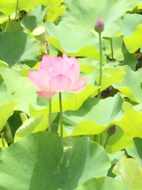 7月の着物deランチ１　伊賀八幡宮の蓮の花