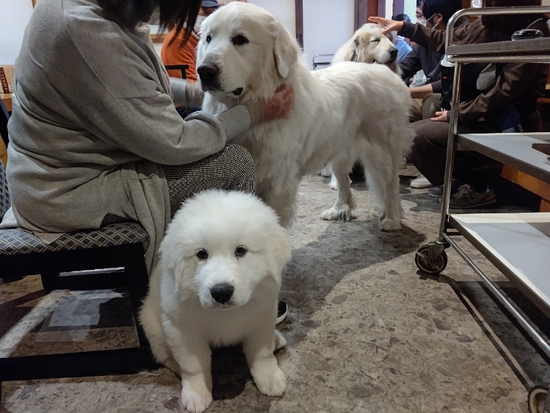 看板犬グレートピレニーズ パピーたち全員巣立ちました | くすのき茶屋