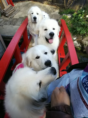 are great pyrenees cuddly