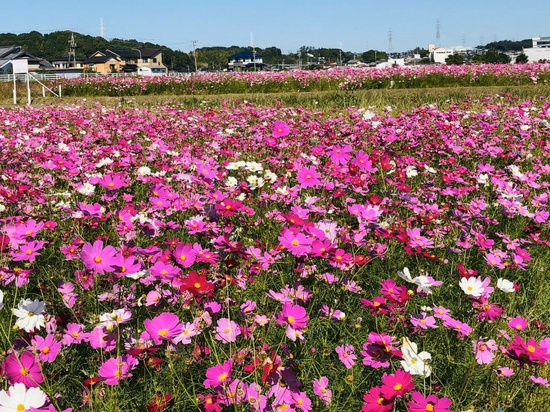 豊田市本地町辺り一面コスモス畑 今が見頃です くすのき茶屋 花屋敷 みよし 豊田 日進エリアの和食懐石