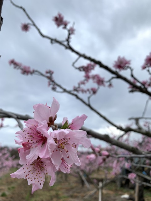 3月特売週間です‼桃の花撮影会も開催します！