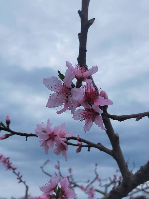 桃の花が咲いています！