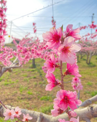 桃の花、梨の花 2022/04/15 22:11:38