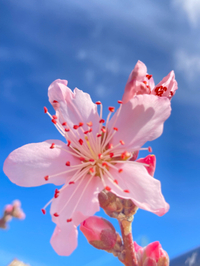 花の季節 2023/03/25 08:26:00