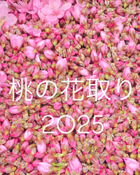 桃の花取り 2025/03/31 23:02:27