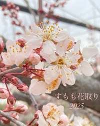 すももの花取りと交配 2025/03/31 22:53:08