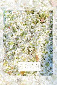 梨の花取り 2023/03/28 05:16:50