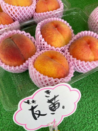 友黄と美郷 2024/07/03 06:02:17