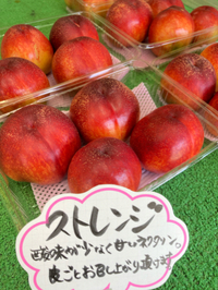 アプリコットとネクタリン 2023/06/14 06:22:21