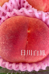 桃のコンポートは品切れ中 2024/06/23 05:51:36