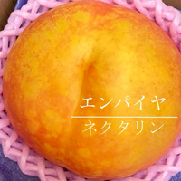 梨とネクタリン 2023/09/20 07:09:44