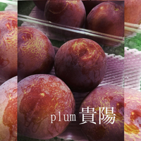すももの貴陽 2024/07/10 21:50:00