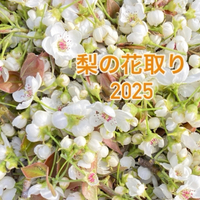 梨の花取り 2025/04/06 22:54:50