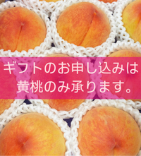 ギフト申込は黄桃のみ 2024/07/11 22:08:29