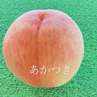 あかつき収穫‼︎ 2024/07/05 06:53:30