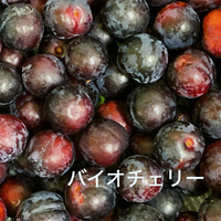 バイオチェリー 2024/07/10 06:00:03