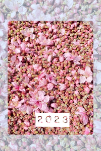すももの交配&桃の花取り 2023/03/22 22:01:26