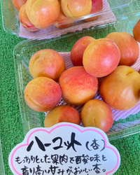 明日はアプリコット 2022/06/20 22:32:56