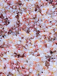 すももの花取りと交配 2024/03/25 19:38:15
