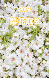 梨の花取りと交配 2024/04/11 23:28:58