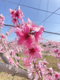 見頃を迎える花たち 2022/04/08 07:44:33