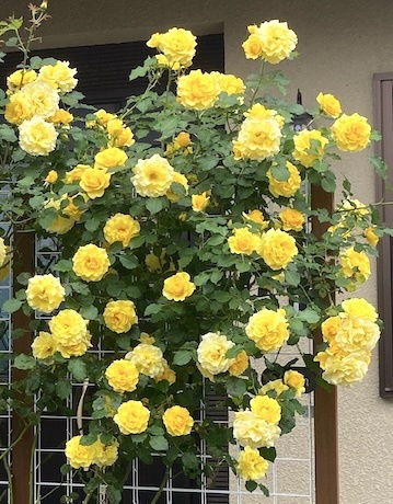 黄色いバラ、満開になりました