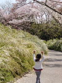 桜の花吹雪(ʘᴗʘ✿)