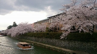 京都の桜スポット♪インクラインへ！