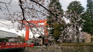 京都の平安神宮へ花見！