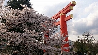 京都の平安神宮へ花見！