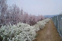 きのうの雪柳と桜と「軟式野球大会」