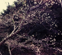柿&桜の超レア風景。インスタ映え間違いなし‼️