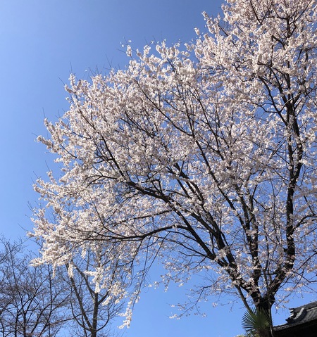 桜スイーツ満開♡期間限定の桜モンブランと桜いちご大福