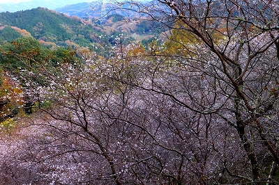 小原の四季桜が見頃