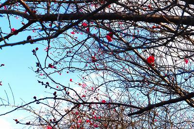 平芝公園の紅梅が開花