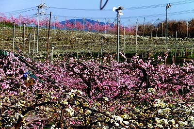 乙部の丘陵地で桃の花と梨の花がランデブー