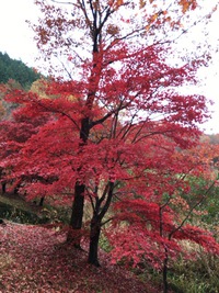 念願の稲武の紅葉(*ˊૢᵕˋૢ*) 2015/11/08 12:26:15