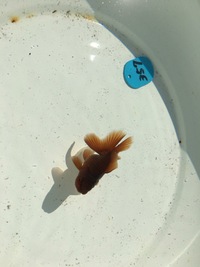 日本一金魚祭り 2015/10/25 10:16:56