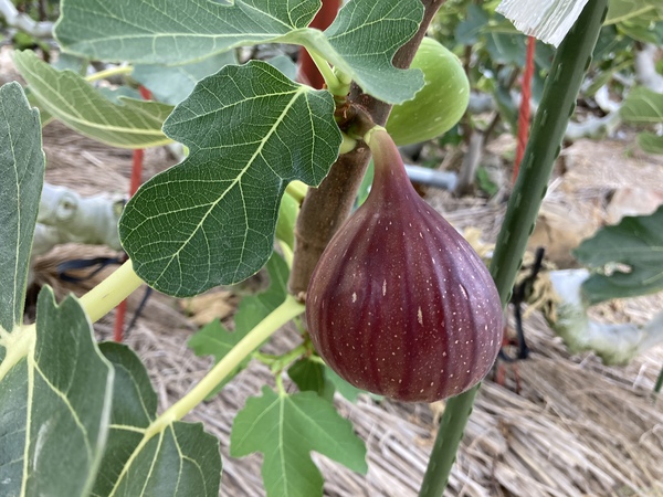 隣の無花果です