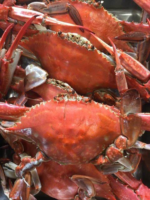 三河湾のワタリガニ カニのすし 三河前 古都鮨 岡崎寿司屋 すし専門店