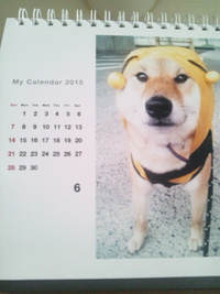 柴犬孝太の6月カレンダー