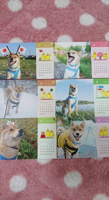 2016年柴犬孝太のカレンダー