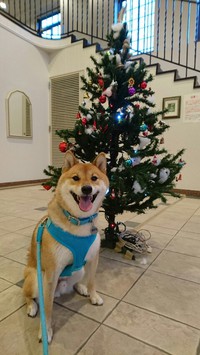 2016年柴犬孝太のクリスマス写真集　その１