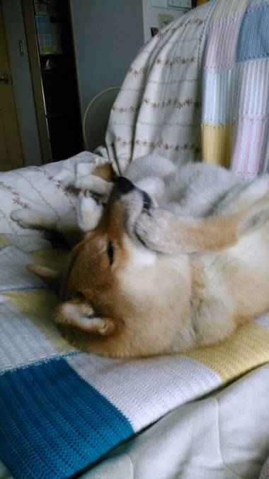 カルピスソーダー