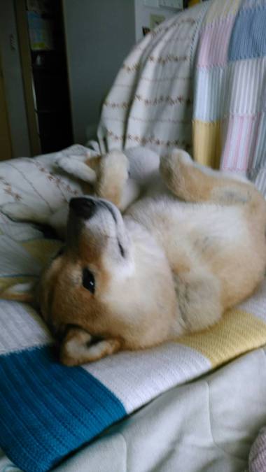 カルピスソーダー