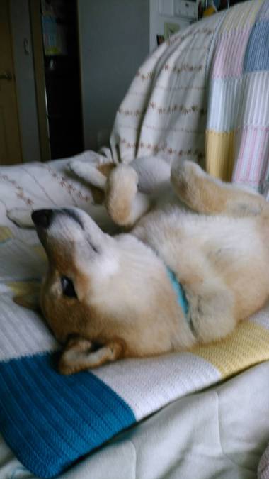 カルピスソーダー